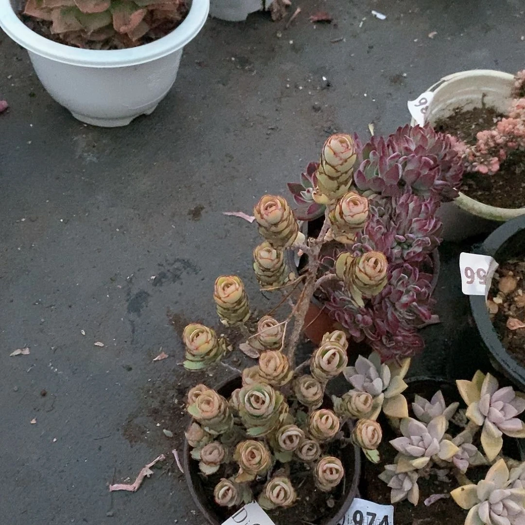 冰*淋664锦绣牡丹多肉植物