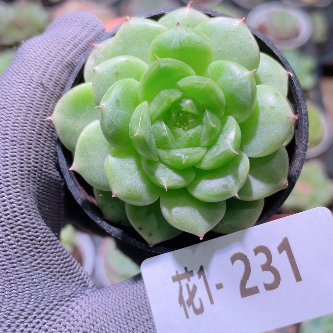 花利美 1-231新品
