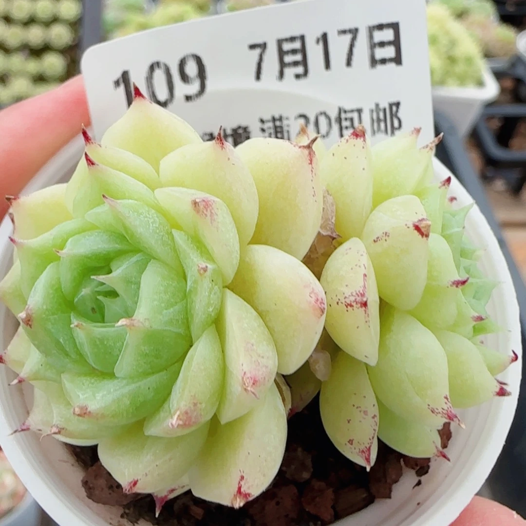 花语逸镜0717-109散