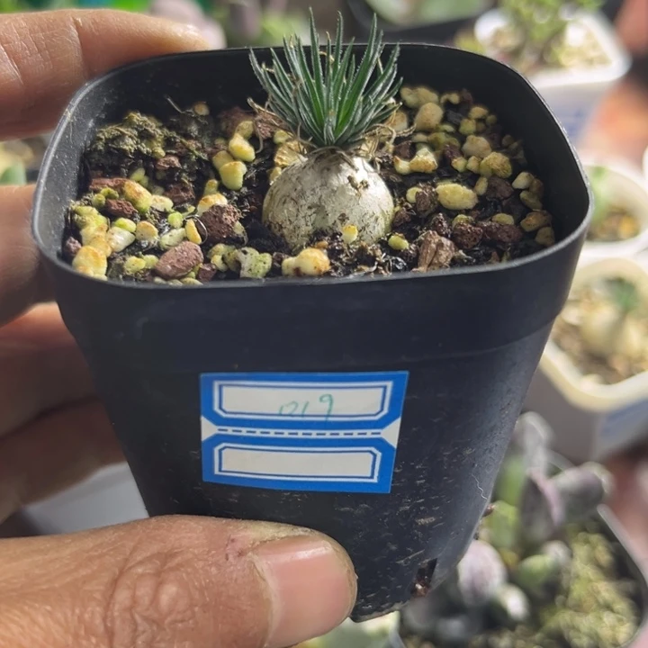 可爱多肉嘟嘟海葱019