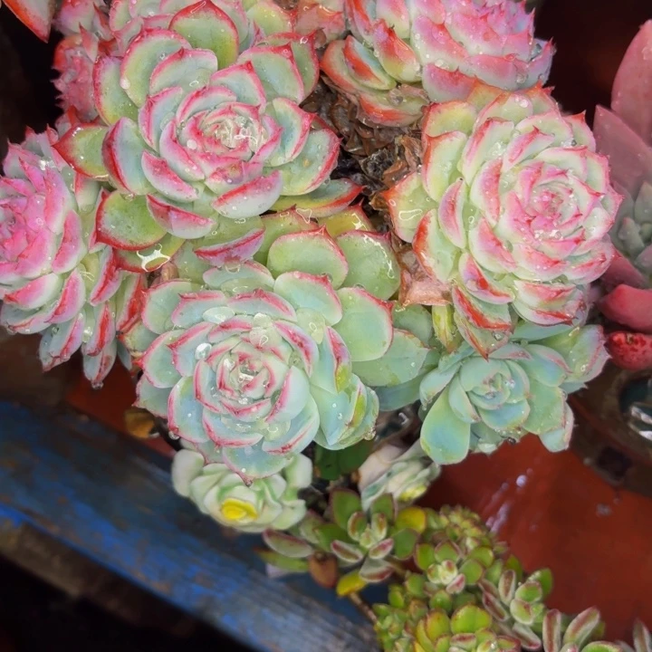 碎***安老桩精品肉肉侧影