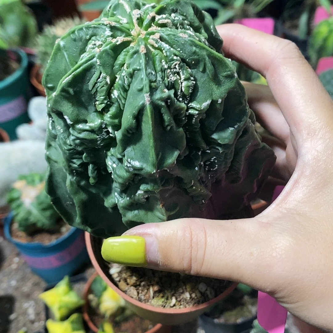 龘***龘花花草草花花草草