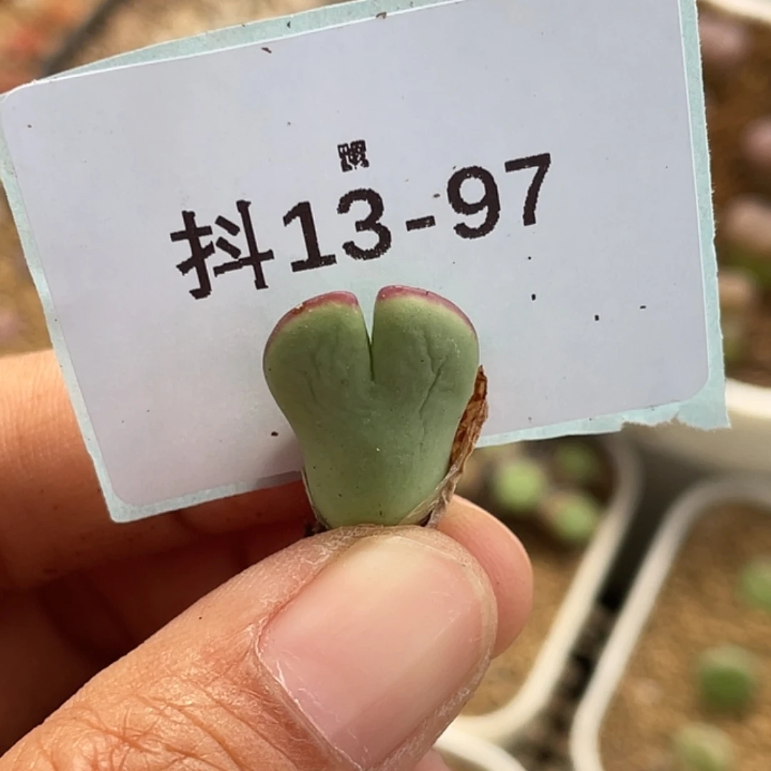 华*13-97肉锥多肉植物