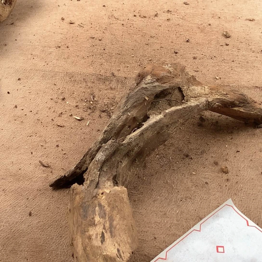 木钱****钱黄花梨随形料子