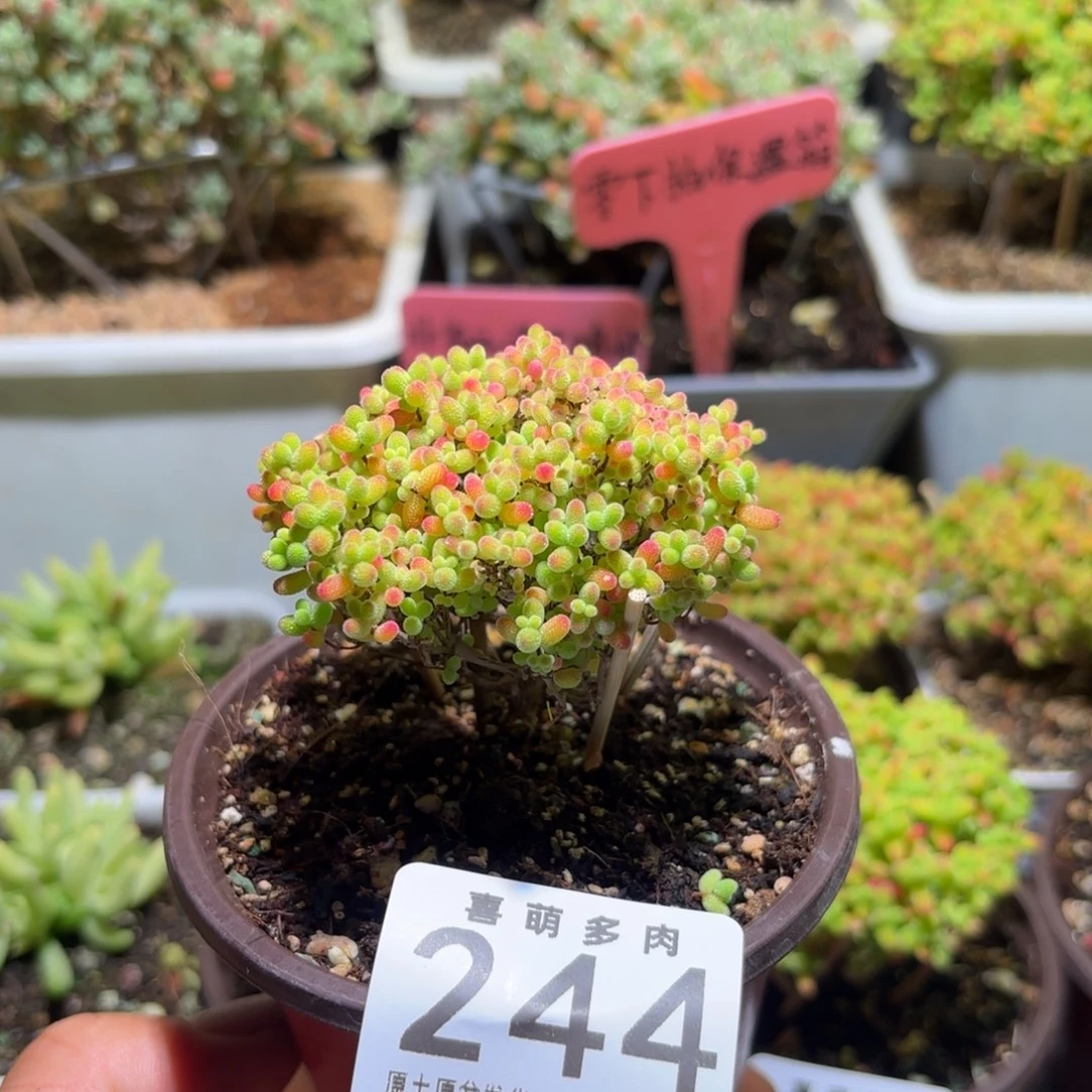 枝干番杏密橘糖球244