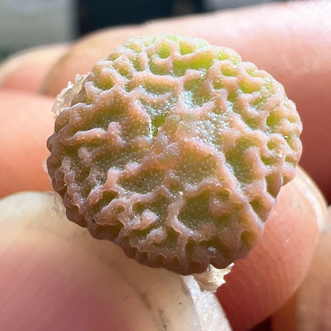 143dt7778超烧一颗