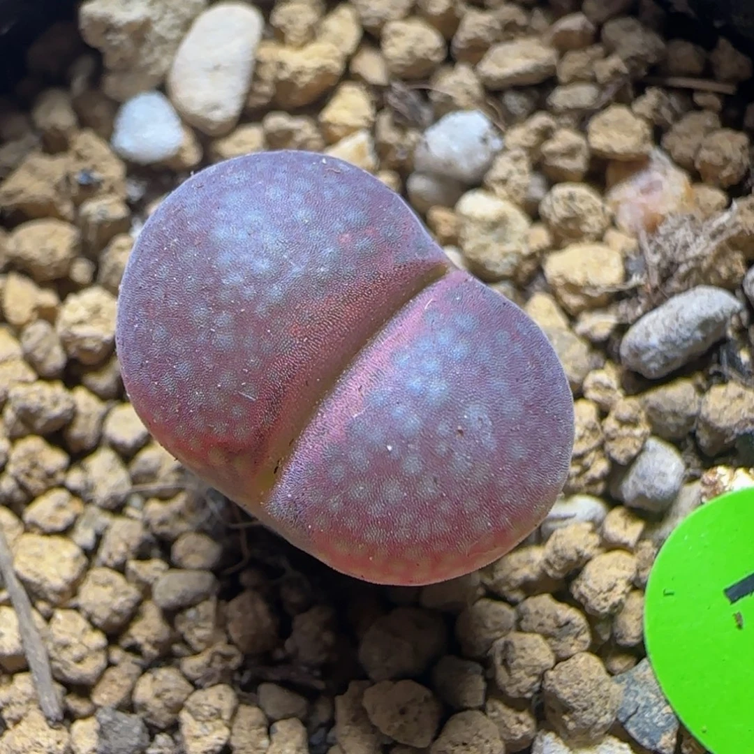 漂漂亮亮多肉植物172