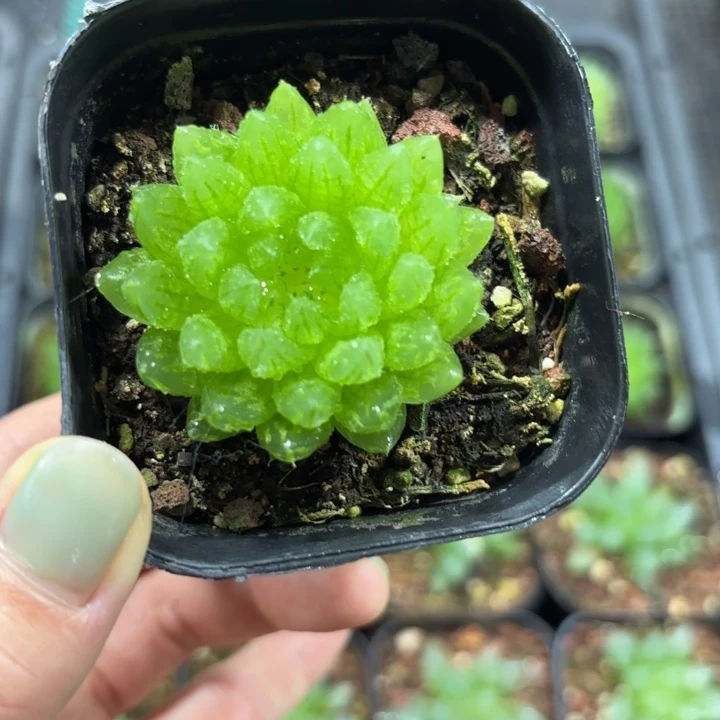 樱变女神多肉植物