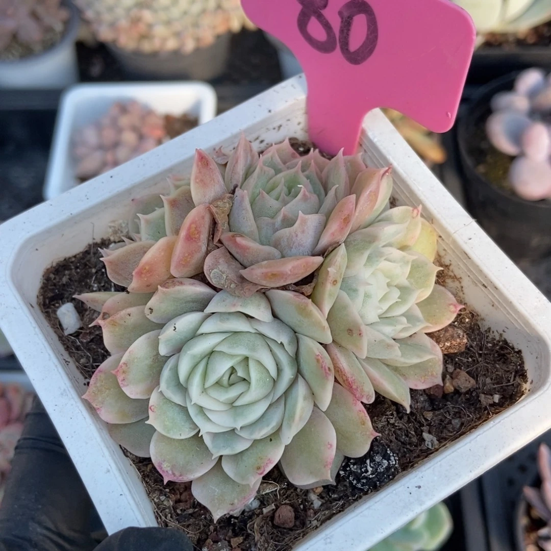 80盎司诺锦多肉植物