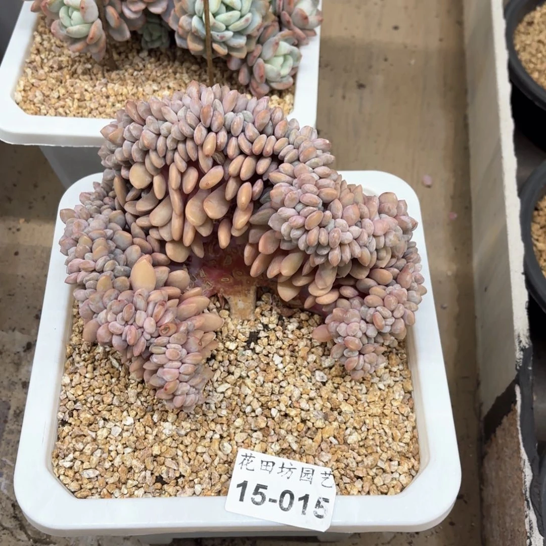 呗**15.15粉兔缀化寄养