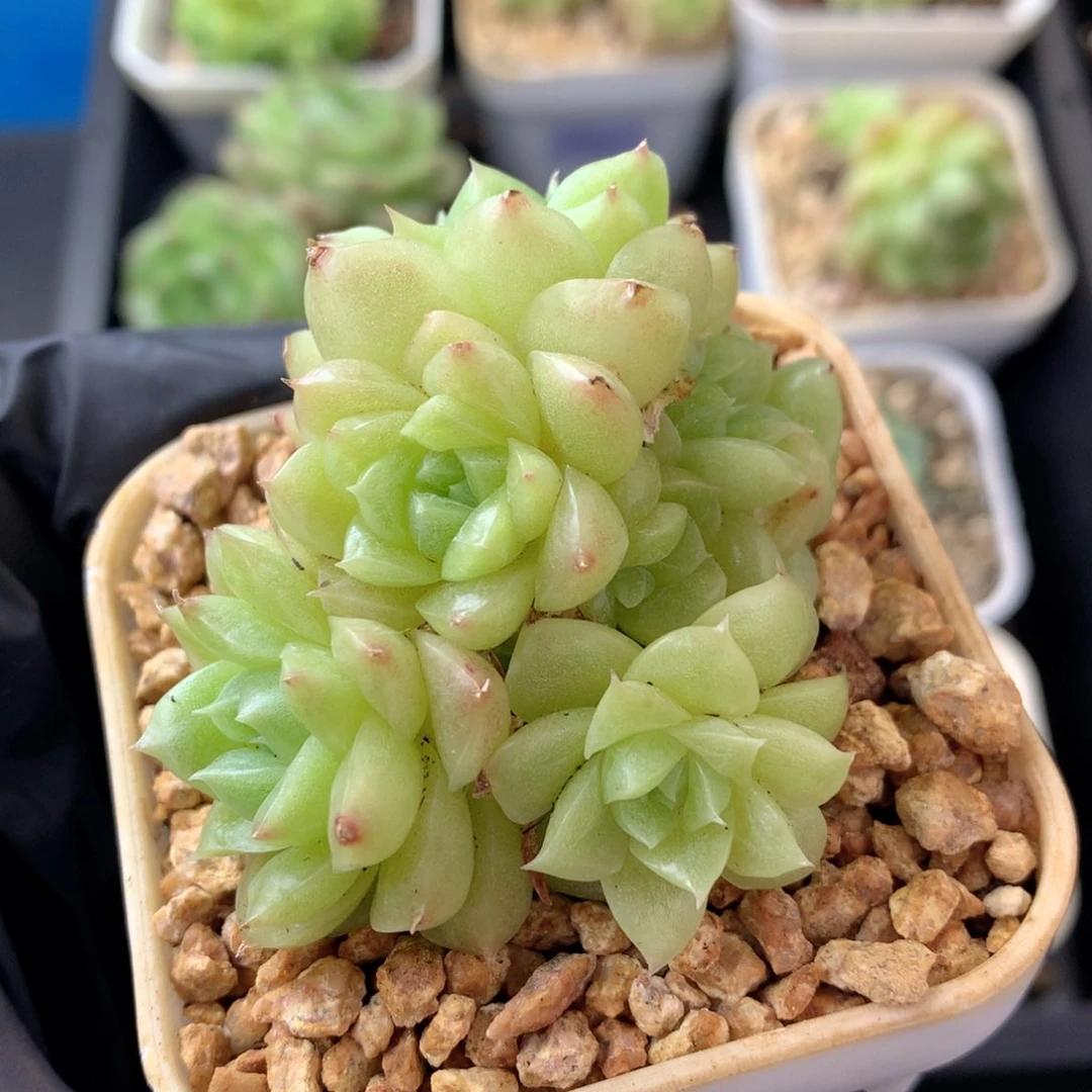 58包邮  群生不包整 106