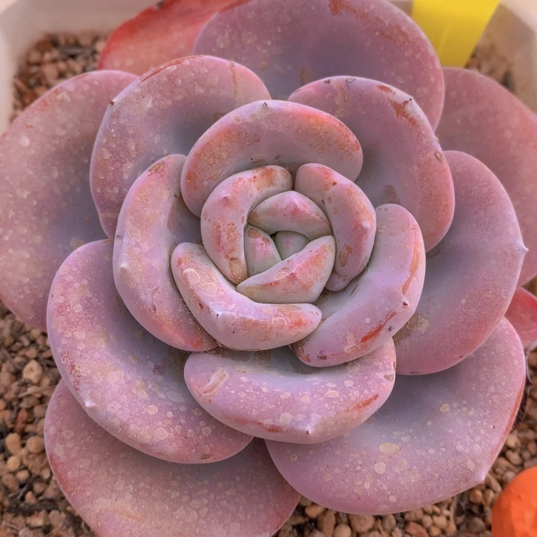 我家的小可爱们都很可爱啊