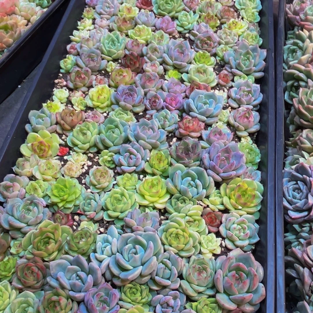昌***园595多肉植物和植物在这里