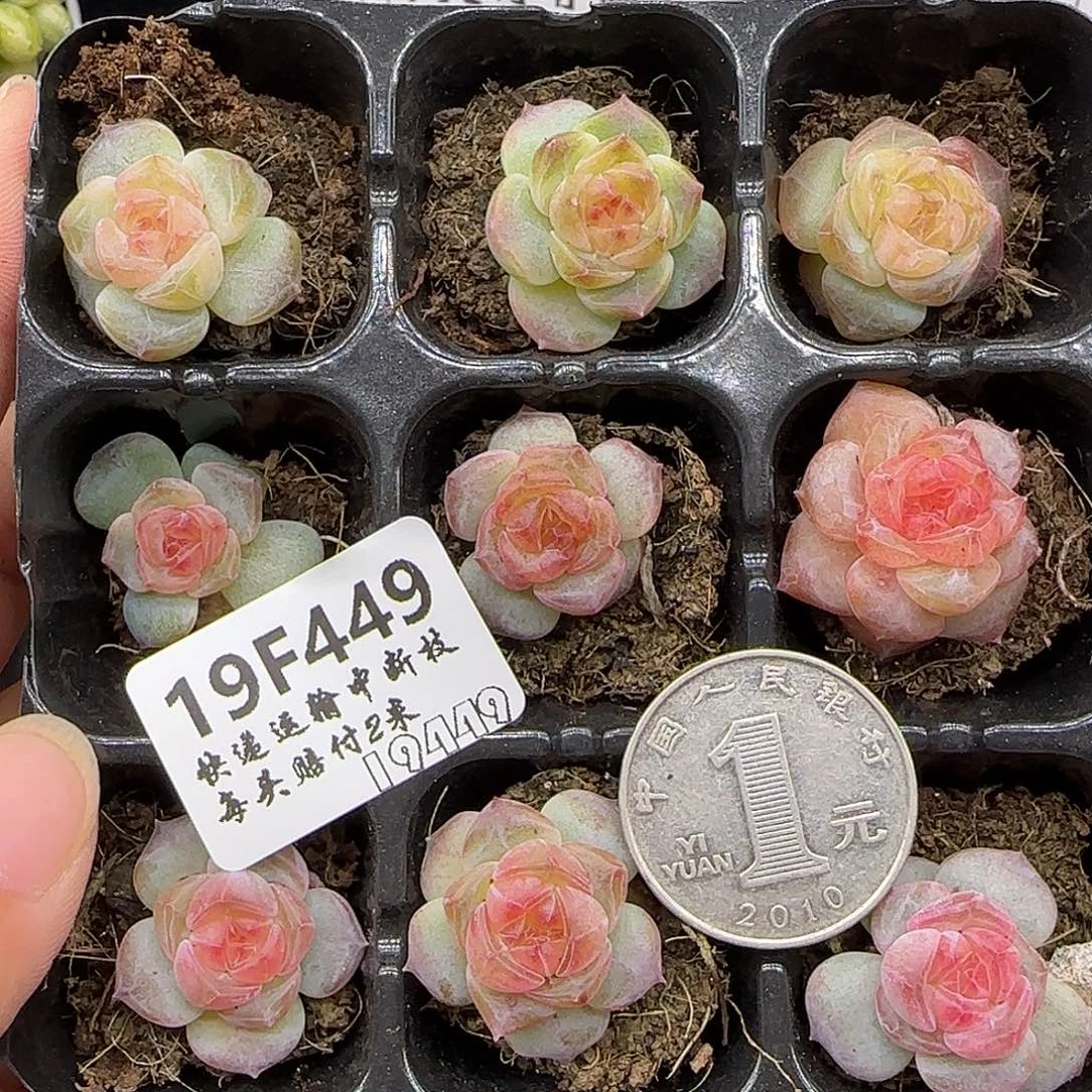 449九棵2.5公分【满29包邮非偏远】