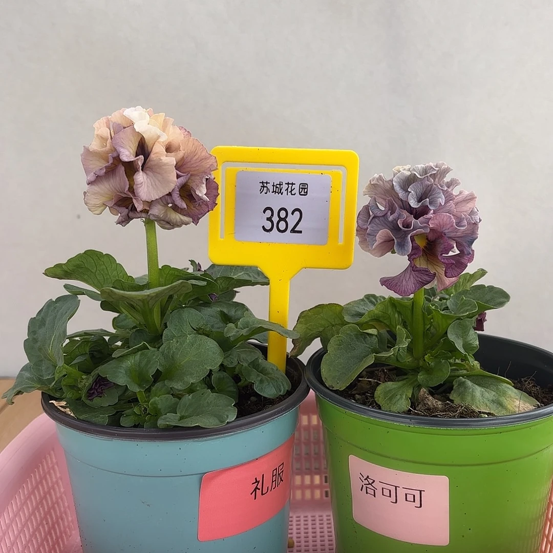 大部分开放少量花苞382