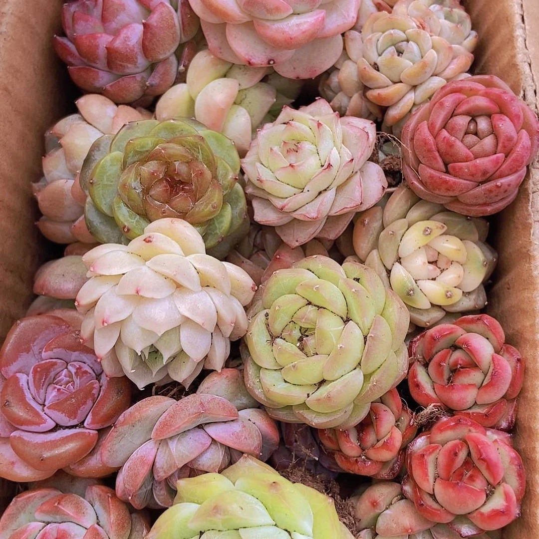 00000000001量拍保底20颗