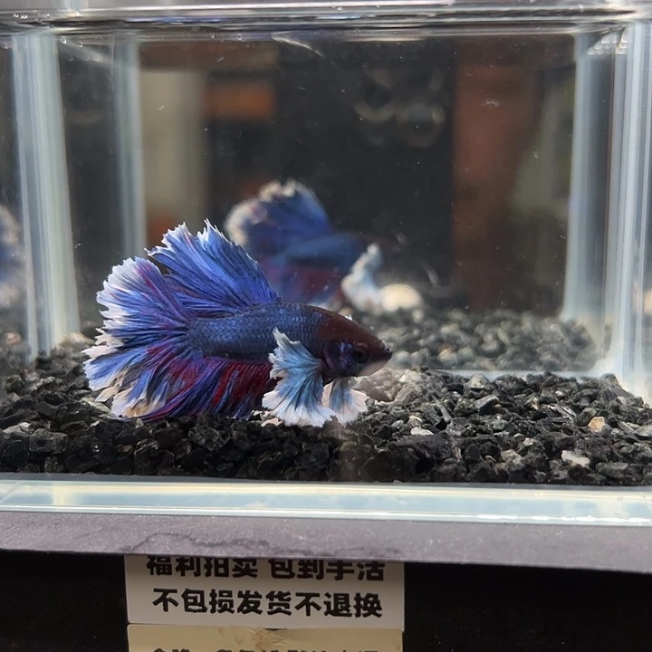 斗鱼竞拍跑单拉黑12日102