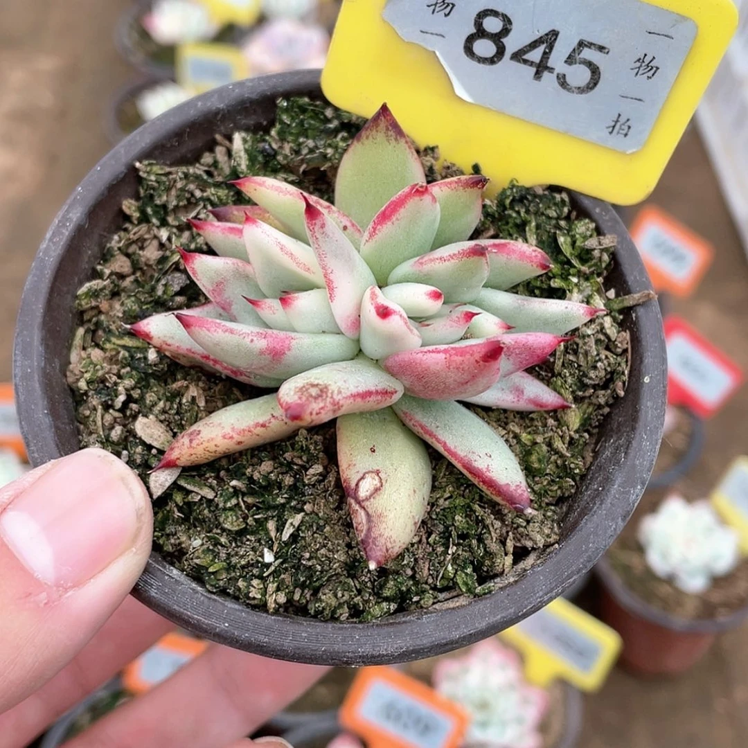 【闪购商品】845号