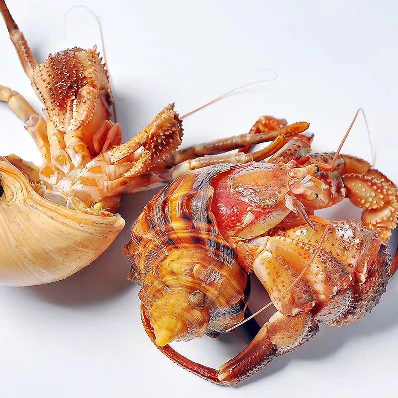 【虾怪带壳】大连虾怪寄居蟹，活装活发，个别有籽或沙蚕介意勿拍