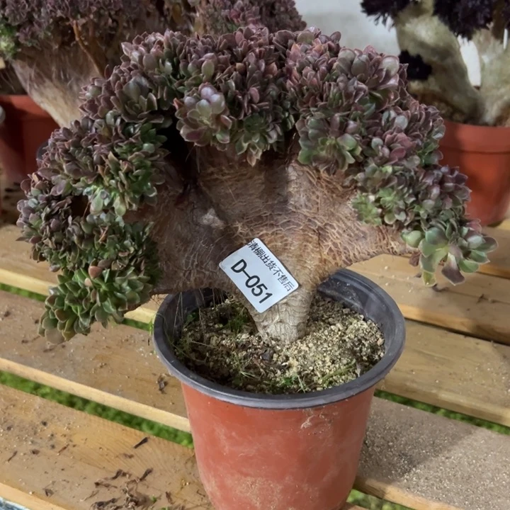 用****4051玫瑰不售后