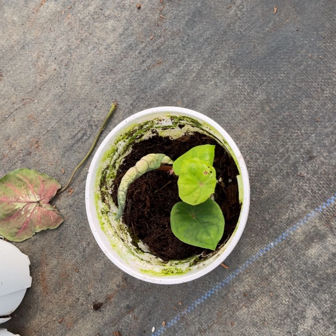 大部分开放少量花苞某*莫尼卡