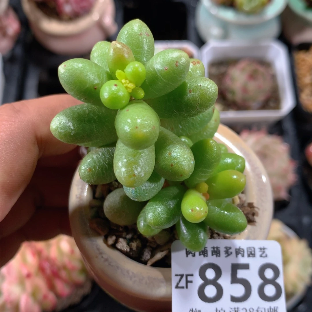 5CM拇指盆精控多肉ZF858