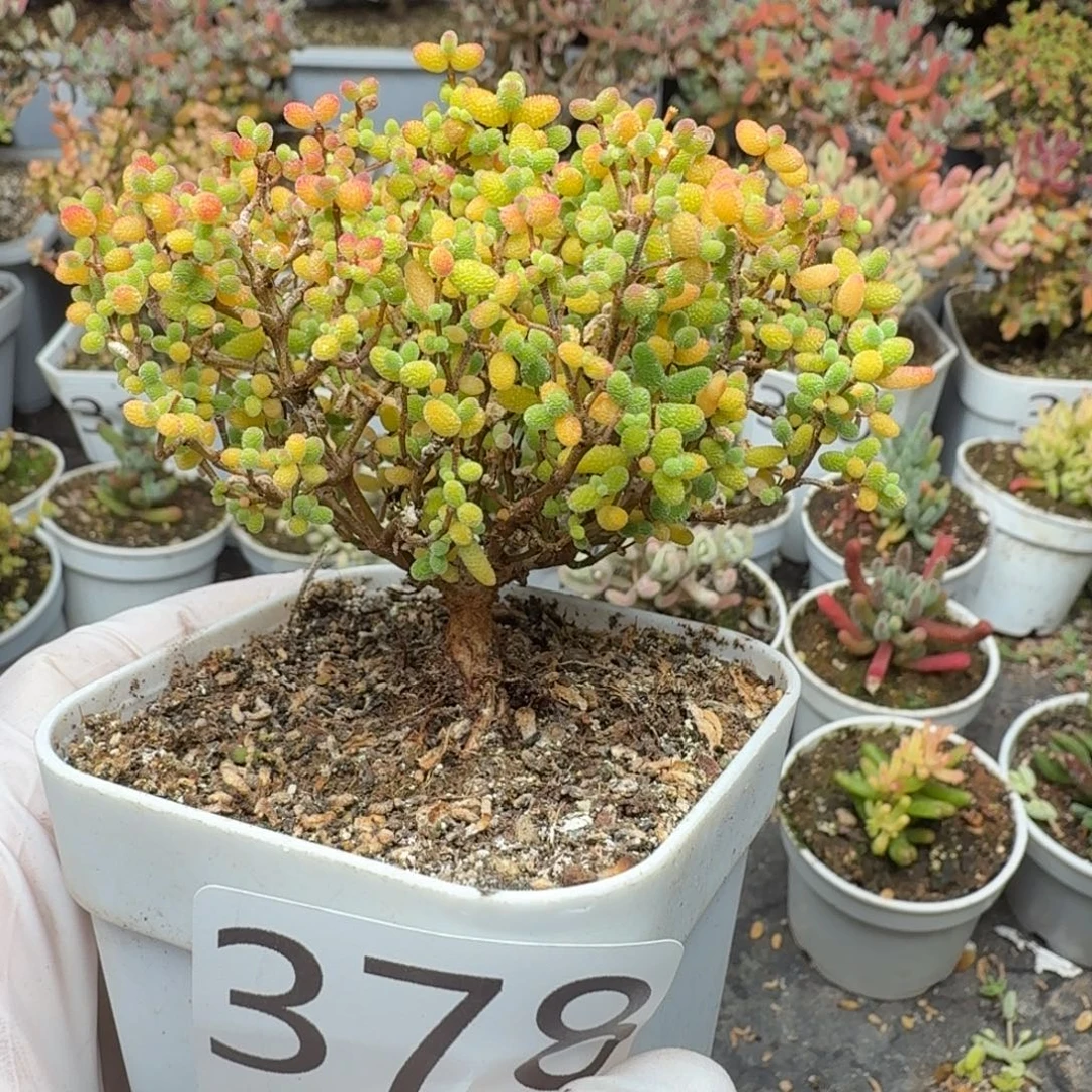 378精控蜜橘糖球一物一拍