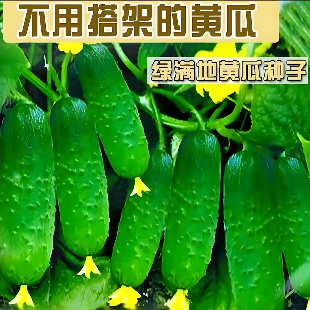 【满地爬黄瓜种子】家庭阳台小院种植四季播种蔬菜种籽盆栽地栽易种