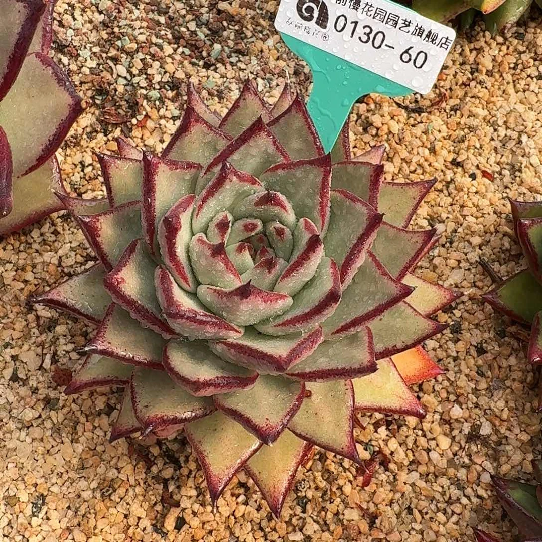 从前慢花园多肉0130-60