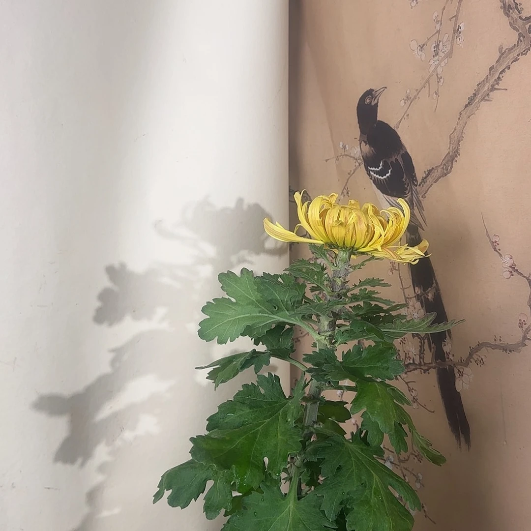 全部花朵Q7777777