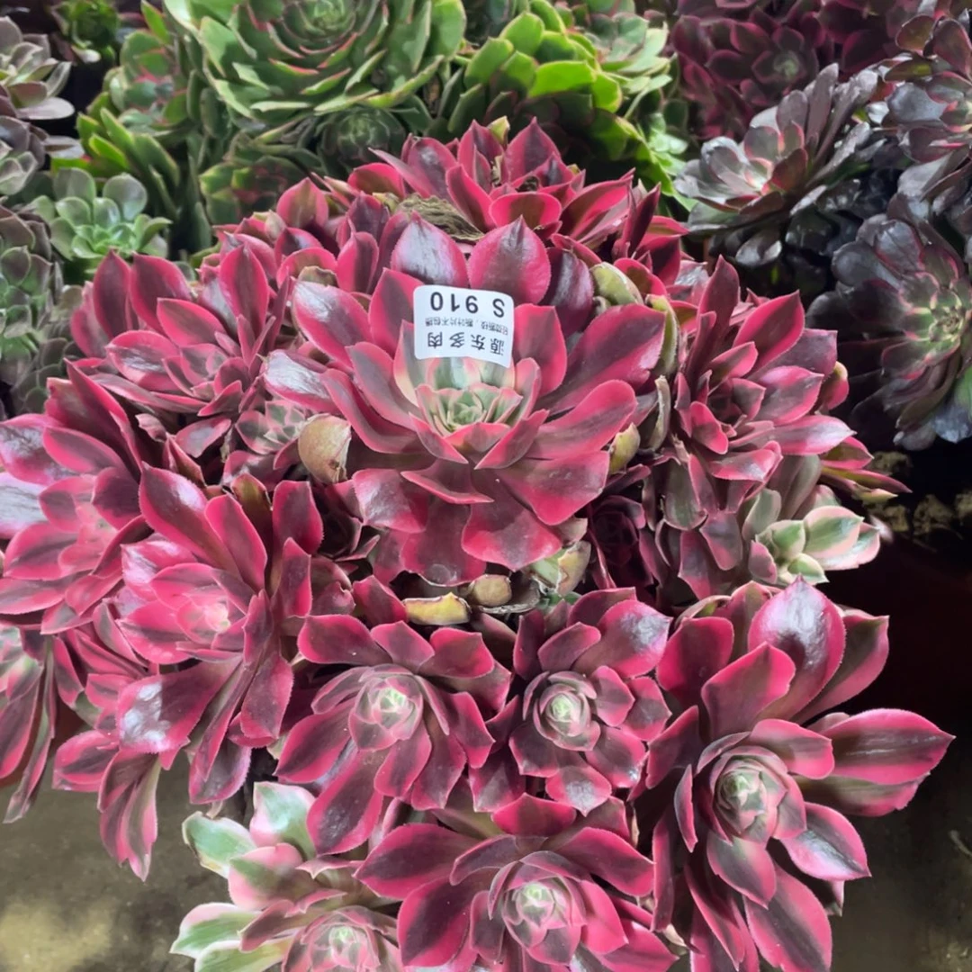 910女妖多肉法师断枝不包