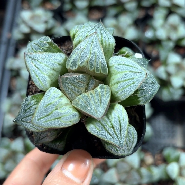 白羊座青蟹多肉植物