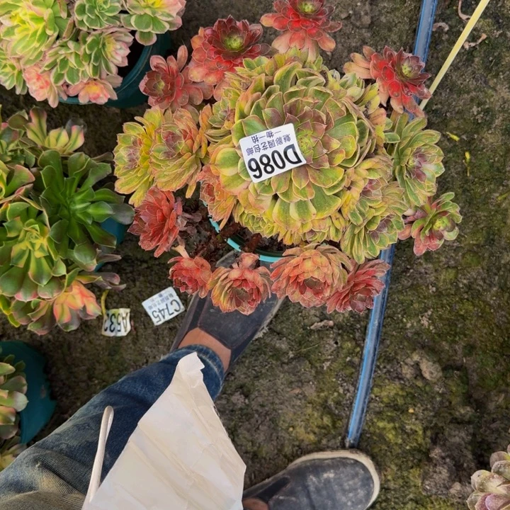 万七彩花25-30包邮花花