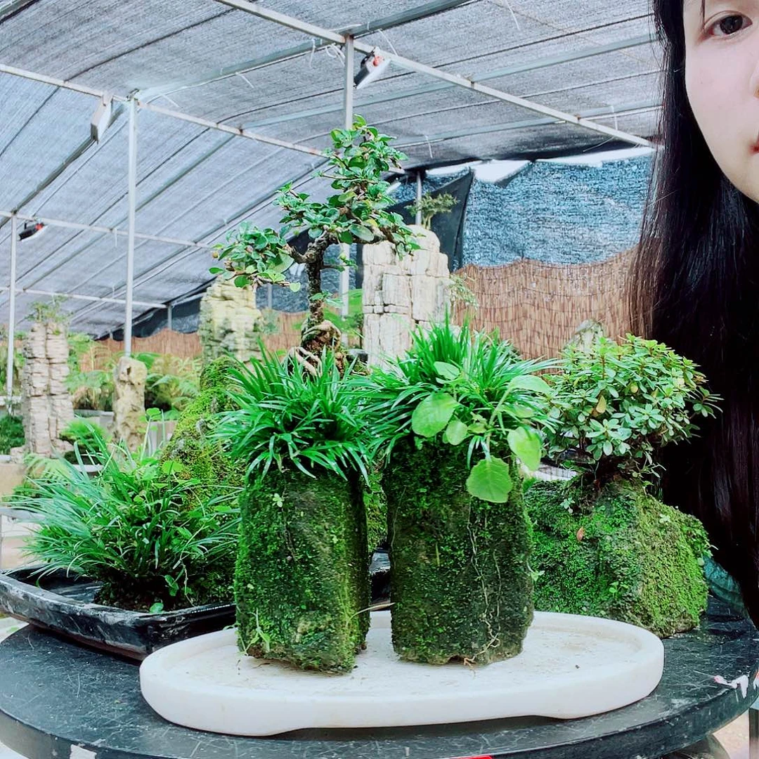 双***号当前无花栽培后可以开花