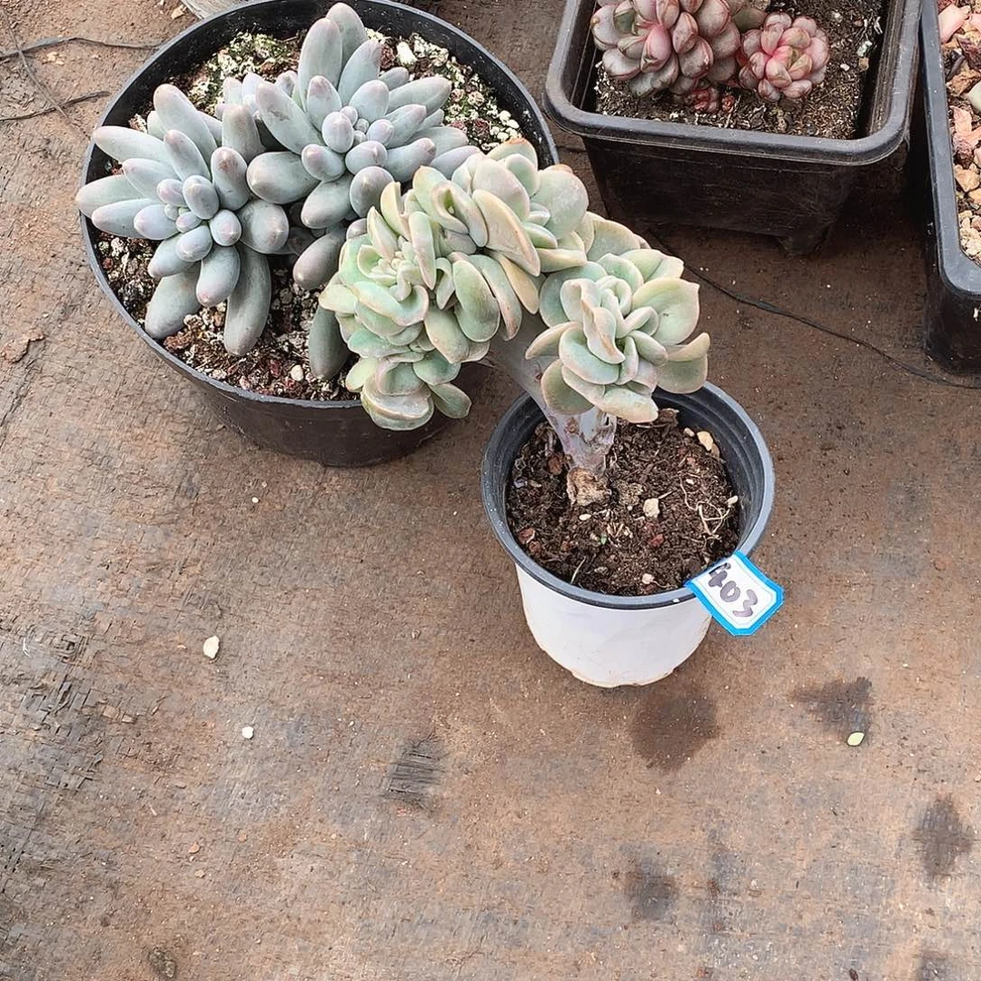 403可爱玫瑰 一物一拍多肉