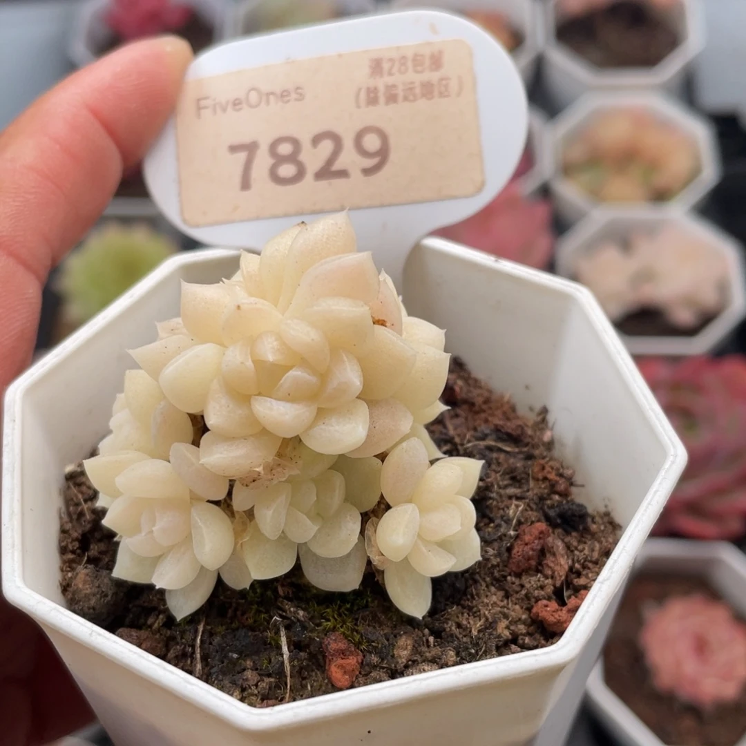 白天鹅7829-4.0厘米