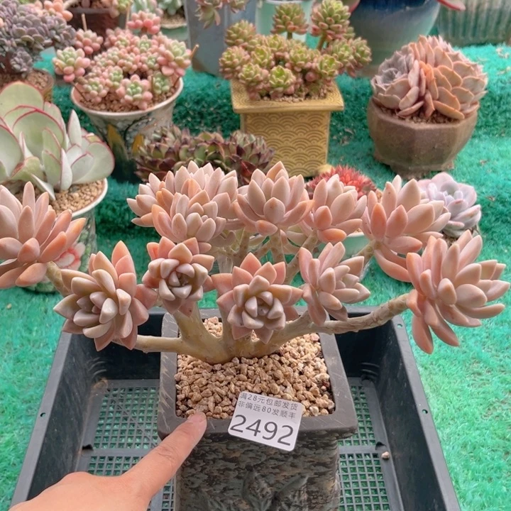 大2492；gbndffcvcvv