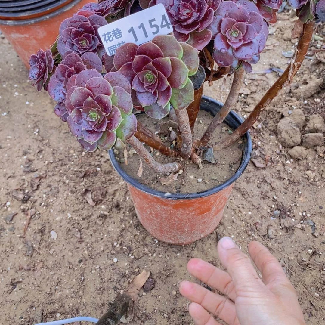1154 号一物一拍多肉植物