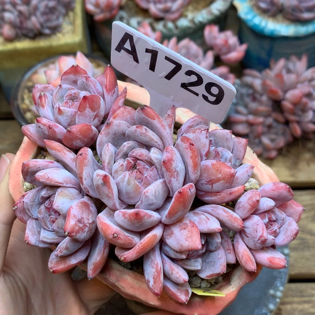 A1729 星影 小树 12cm