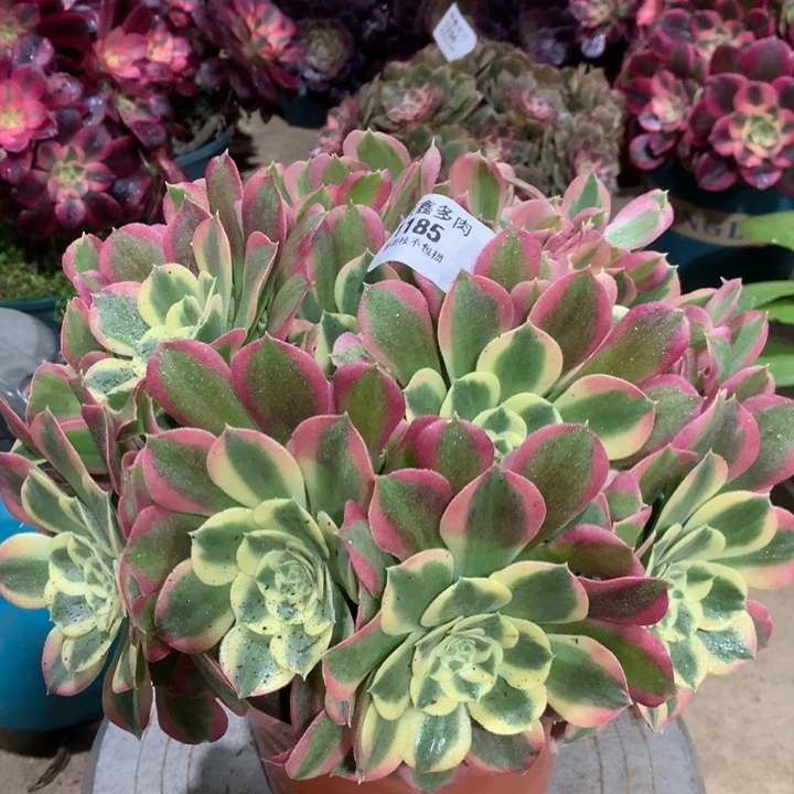 1185白凤多肉植物