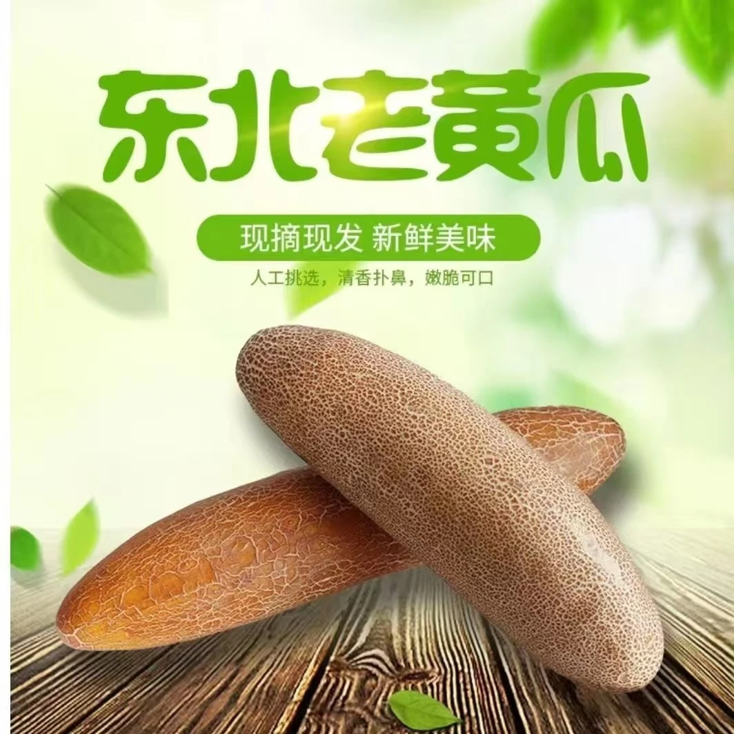 东北麻皮老黄瓜黄瓜种子老黄瓜现摘东北老黄瓜现发
