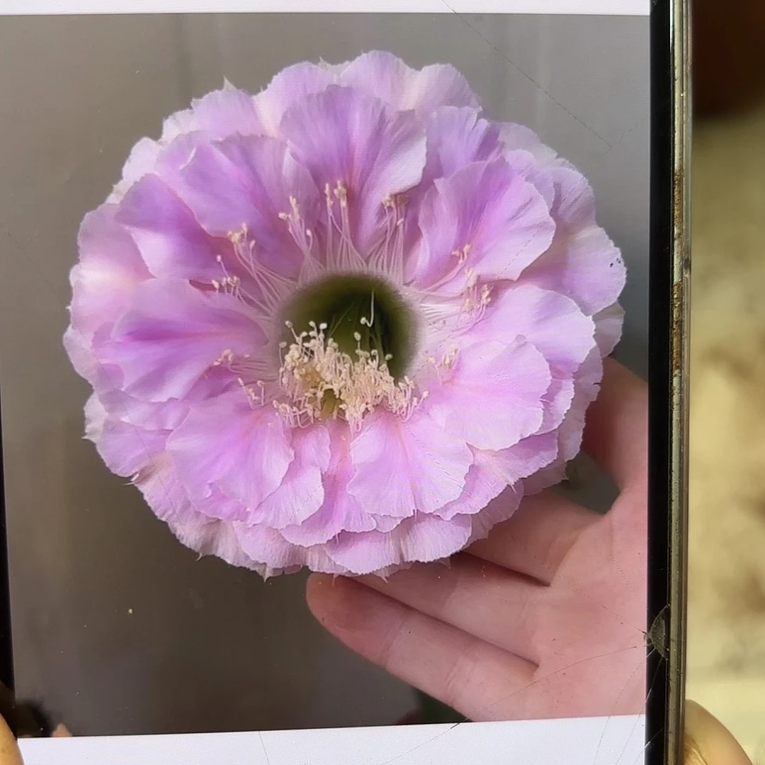 彩草1-33号6公分带崽