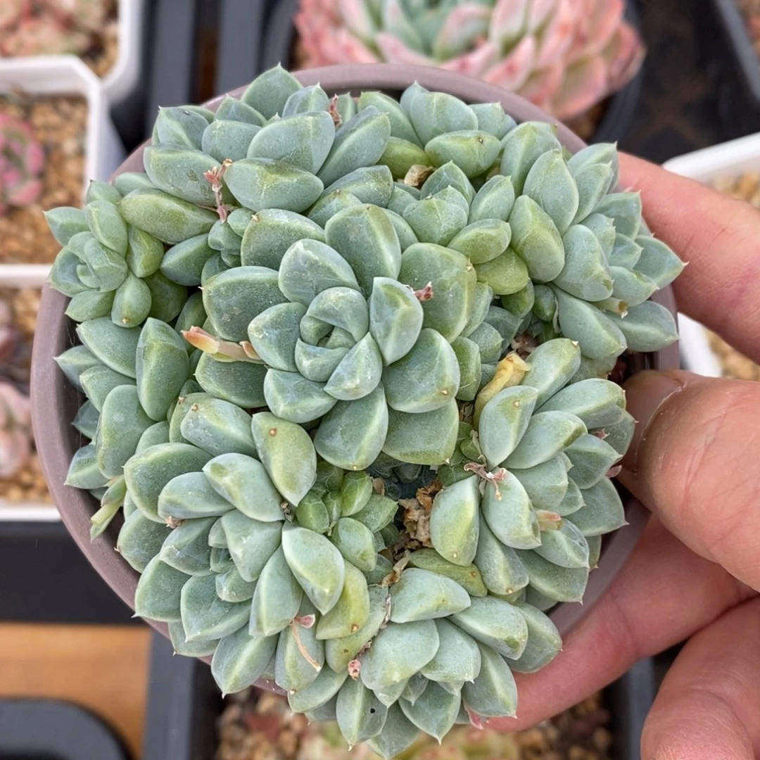 精品多肉一物一拍不包整162