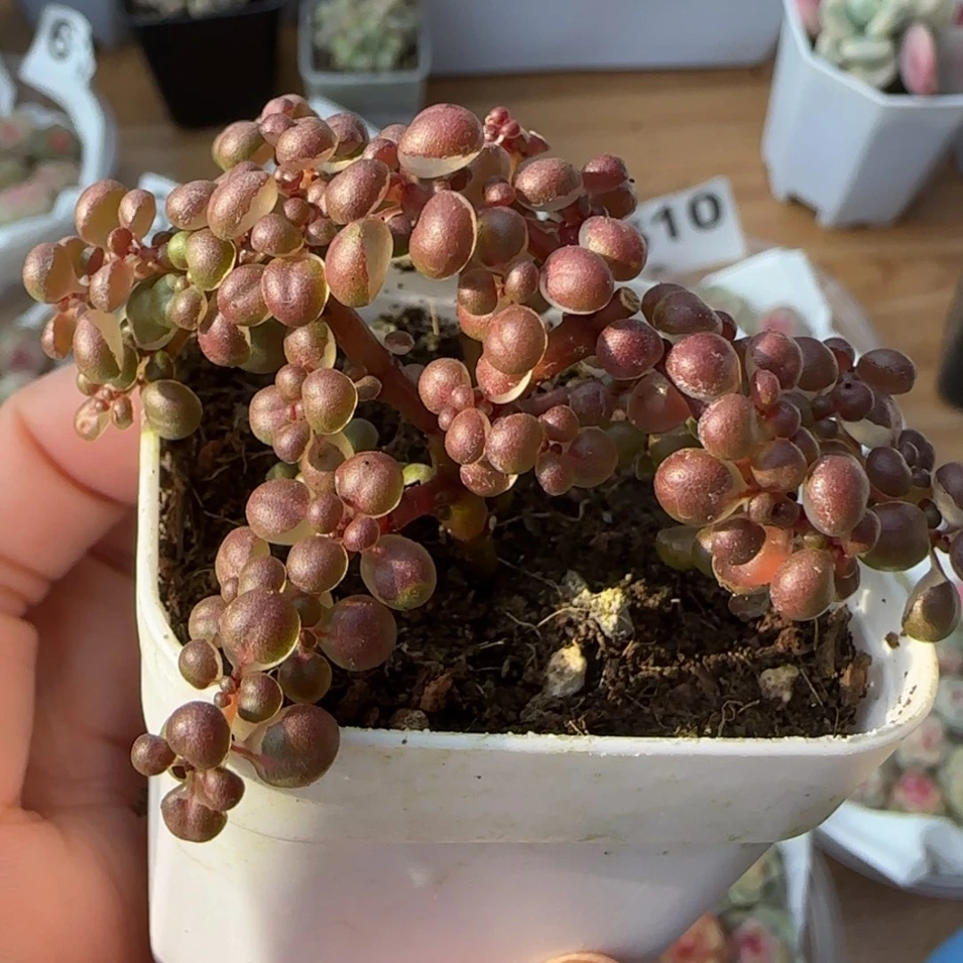 路静枝干一块量拍