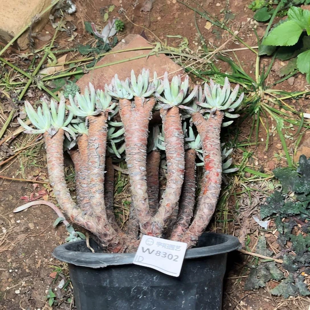 8302白鹭仙女多肉