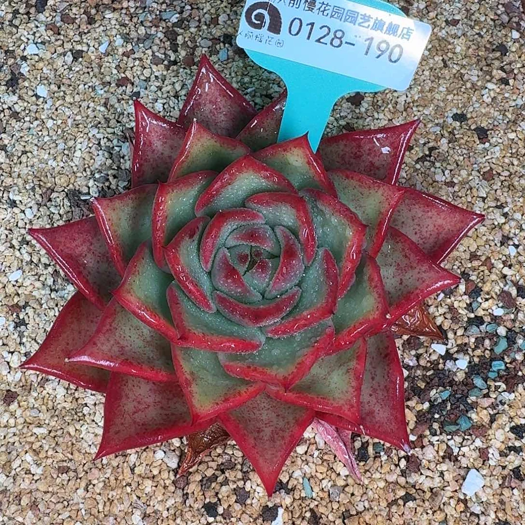 从前慢花园多肉0128-190