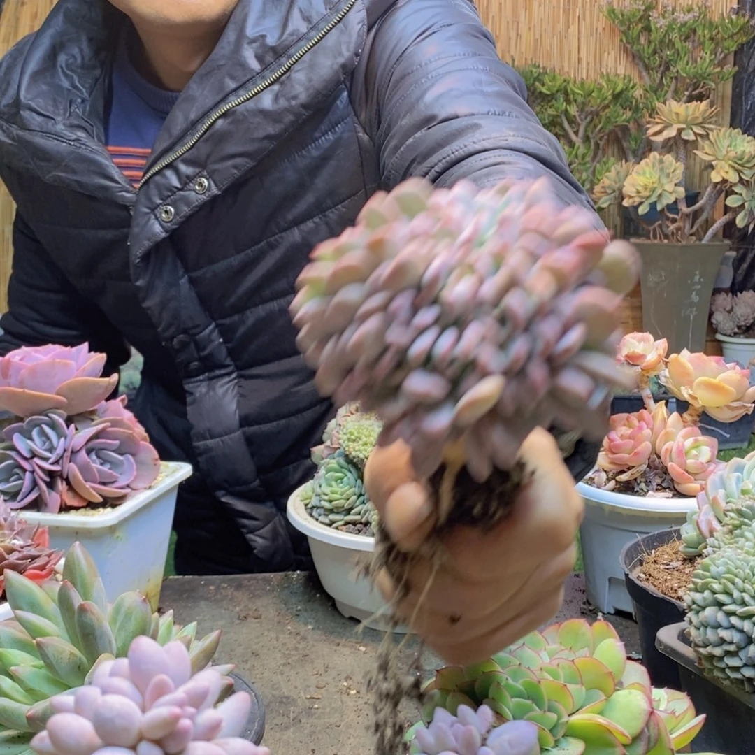 小*皮C317玛瑙多肉植物