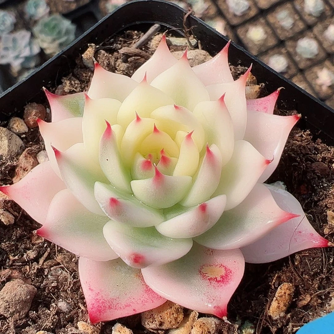 吉娃娃锦，半覆轮锦