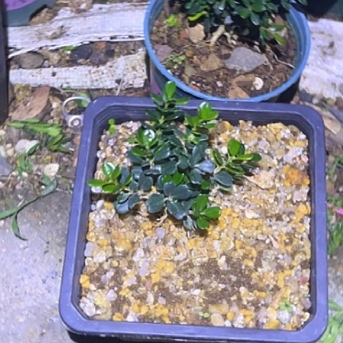 无花朵凤米黄杨凤米2颗