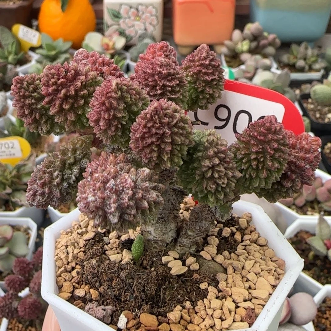 朱紫玉老桩子。    909。